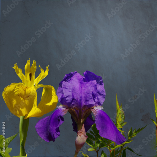 Fototapeta Naklejka Na Ścianę i Meble -  Bright violet and yellow iris flowers on dark textured background. Design for your card with a space for text