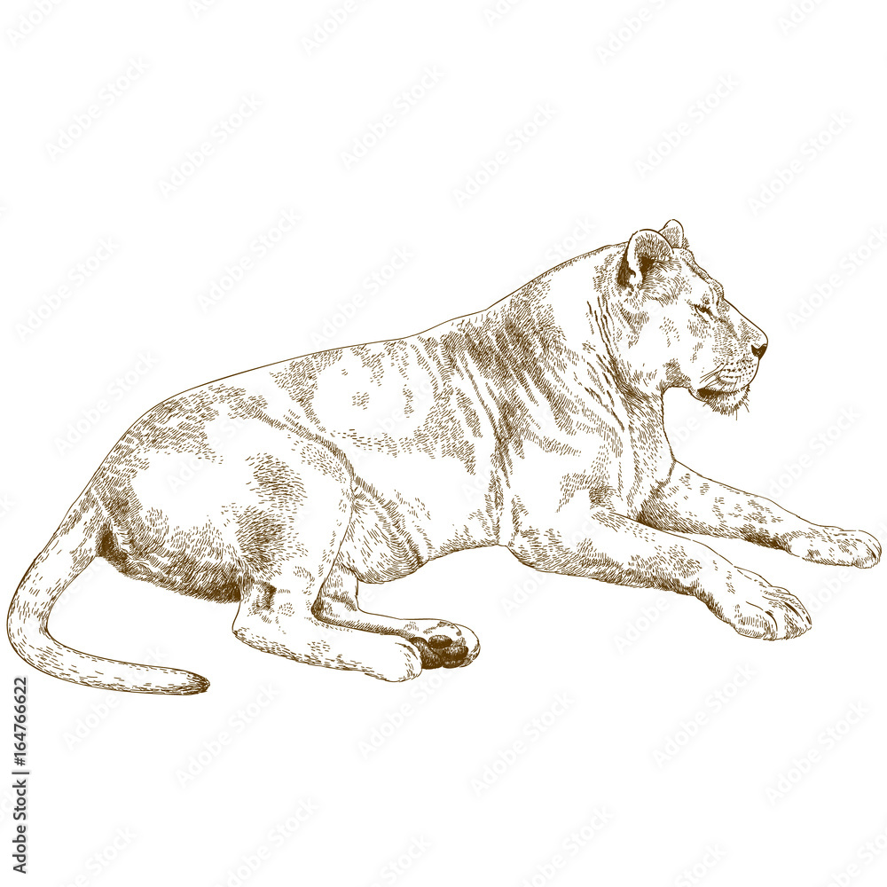 Obraz premium engraving illustration of lioness
