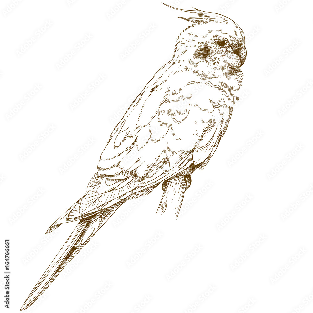 Naklejka premium engraving illustration of cockatiel