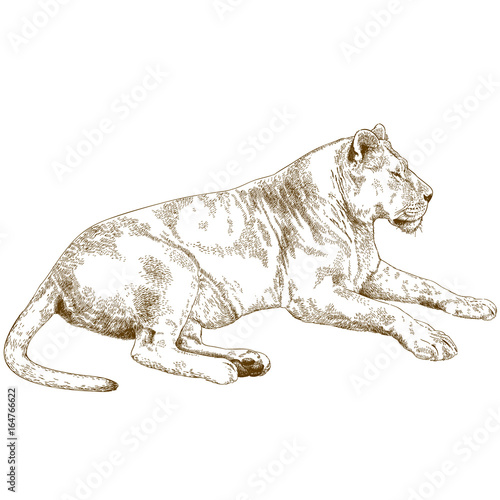 engraving illustration of lioness