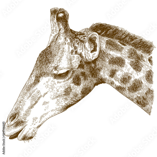 engraving  illustration of giraffe head