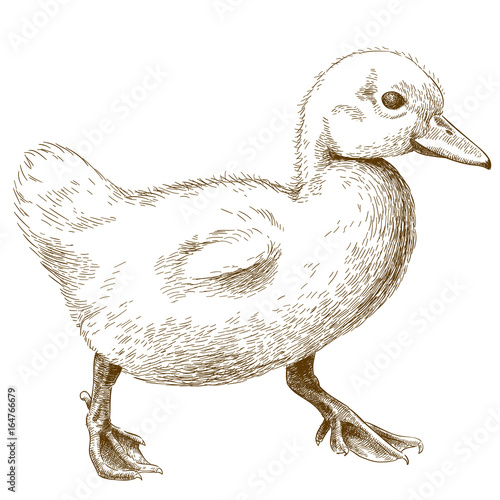 engraving illustration of duckling