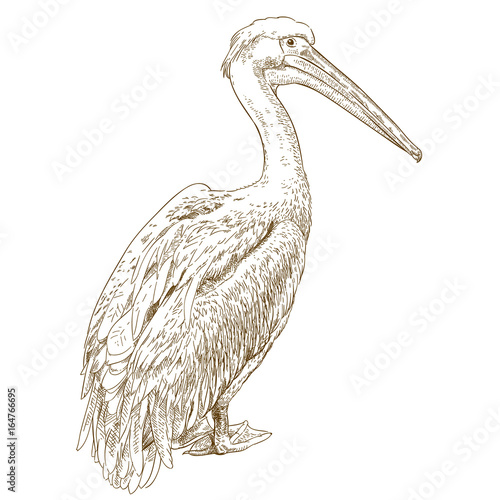 engraving illustration of pelican photo