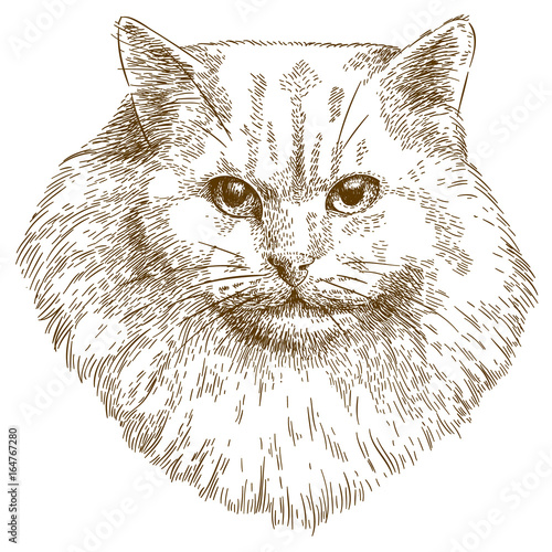 engraving  illustration of cat muzzle