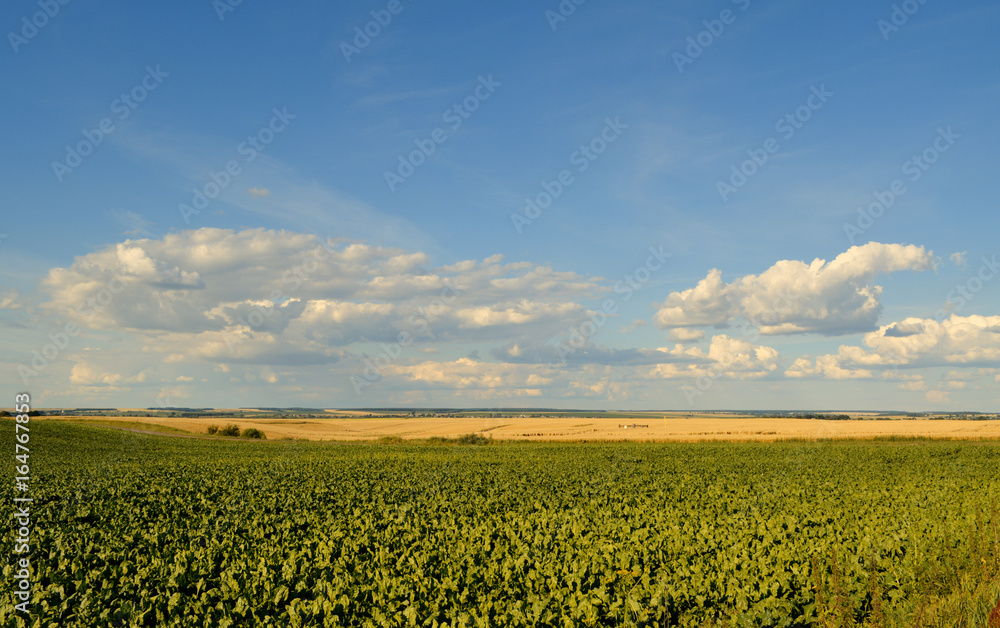 Naklejka premium Summer landscape. Blue sky and fields.