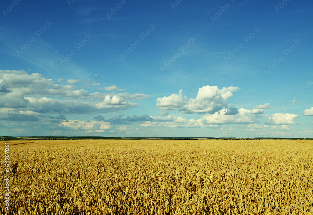 Amazing landscape. Fields of wheat.