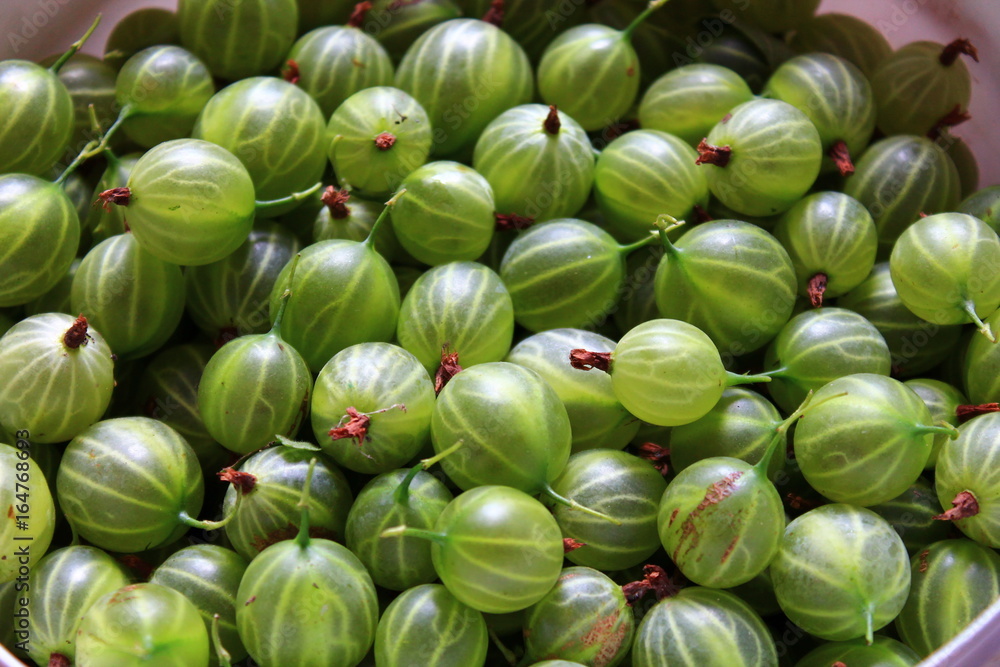gooseberry gooseberry