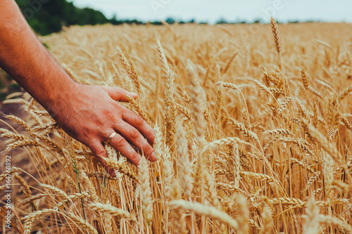 A man with his back to the viewer in a field of wheat touched by the hand of spikes