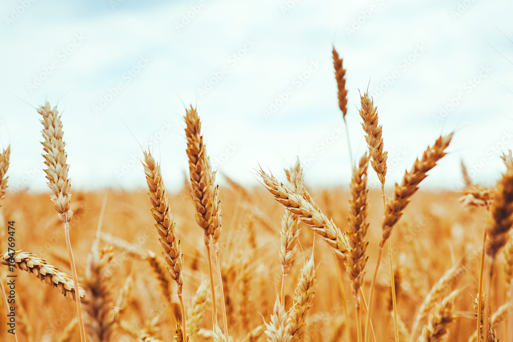 backdrop of ripening ears of yellow wheat field on the sunset cloudy orange sky background. Copy space of the setting sun rays on horizon in rural meadow Close up nature photo Idea of a rich harvest backdrop of ripening ears of yellow wheat field on the sunset cloudy orange sky background. Copy space of the setting sun rays on horizon in rural meadow Close up nature photo Idea of a rich harvest
