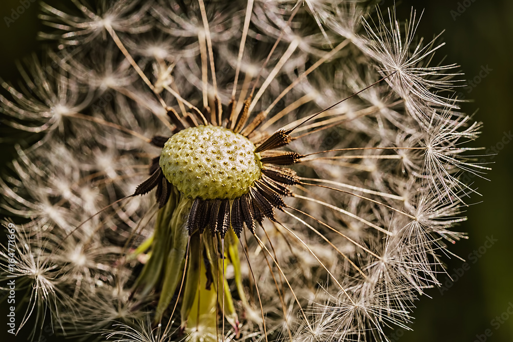 Obraz premium Dandelion flower with white feather, macro. Low-key lighting