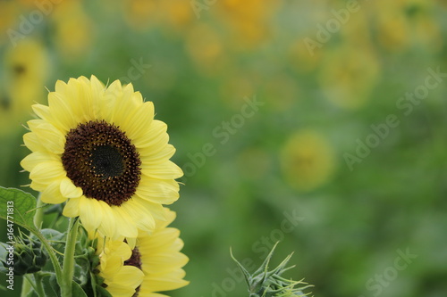 Fototapeta Naklejka Na Ścianę i Meble -  レモンイエローのひまわり