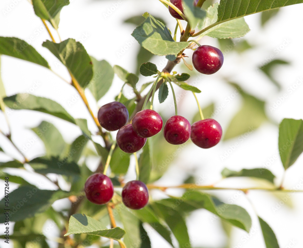 Obraz premium Red ripe cherry on a tree in the nature