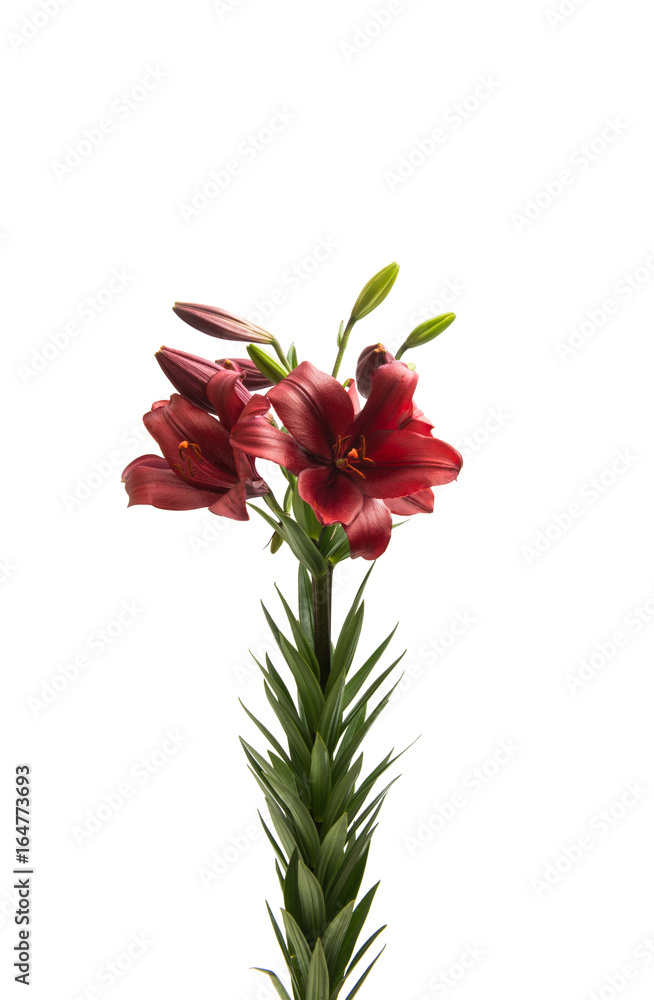 Red lily Red lily