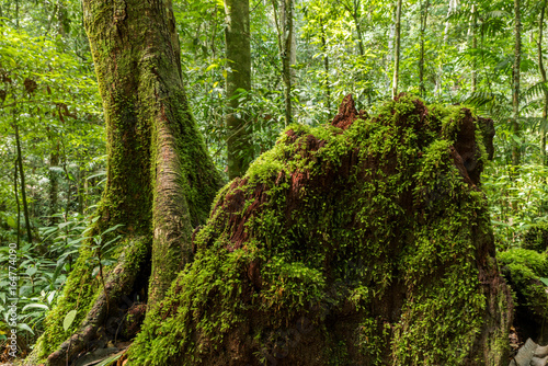 Green moss growing on driftwood  Tropical rainforest or evergreen forest with moss