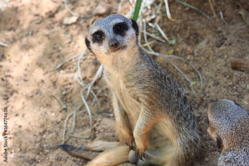 Meerkat Meerkat