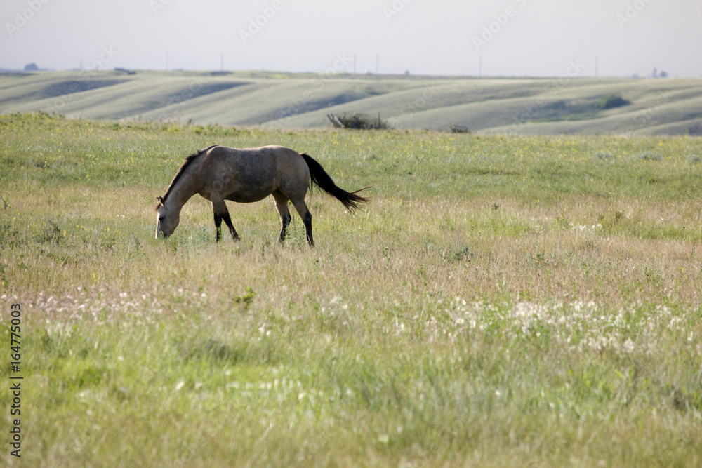 Horse in Pasture Horse in Pasture