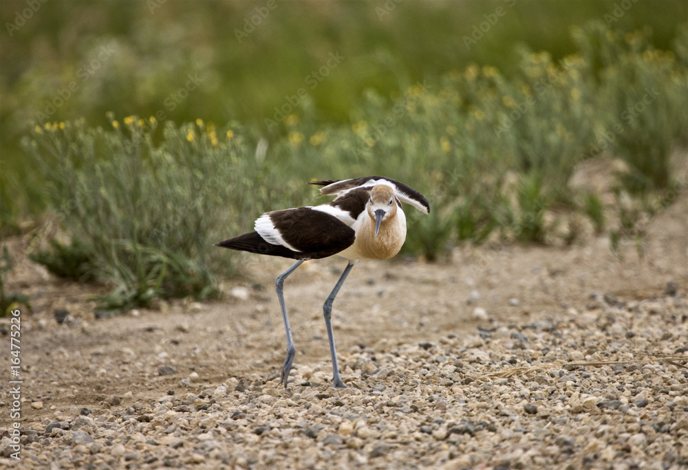 Obraz premium Avocet Warning on Road