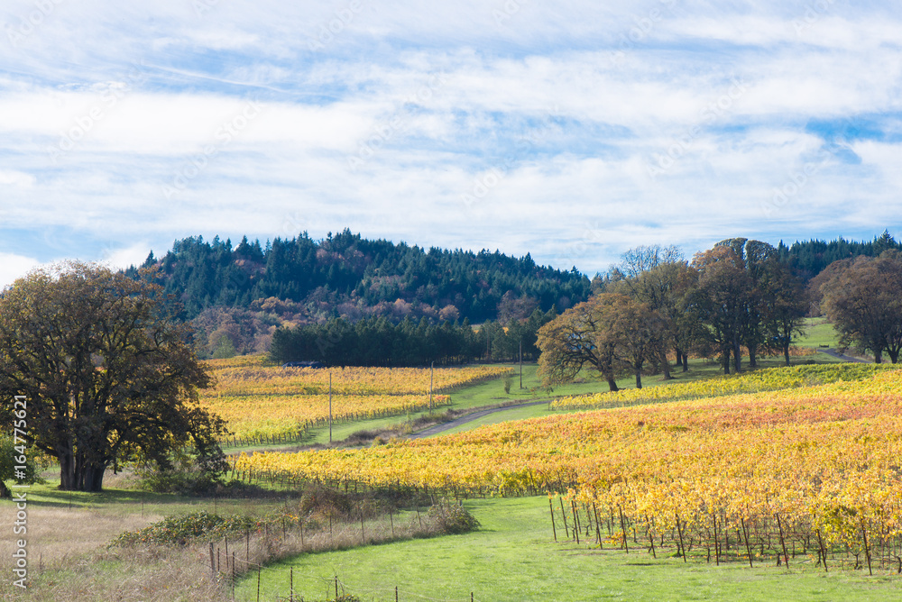Oregon Fall Vineyard