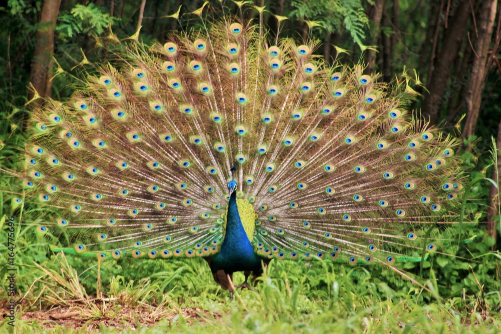 Obraz premium Peacock