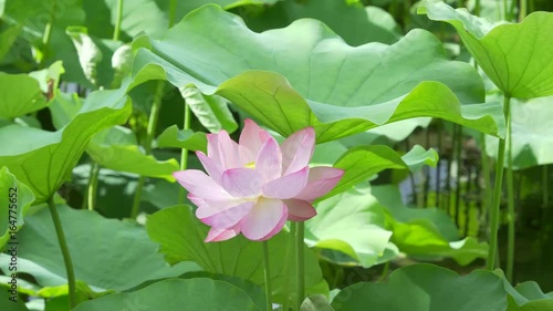 蓮の花_不忍池_07