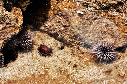 Sea Urchins © Laura