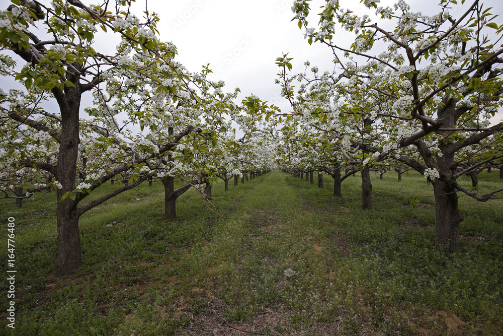 Pear flower Pear flower