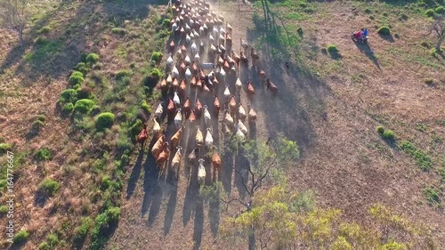 Aerial helicopter or drone view of Outback Cattle Mustering Featuring herd of cows, bulls and Heffer (heffa), complete with sheep dogs and cowboy farmers.