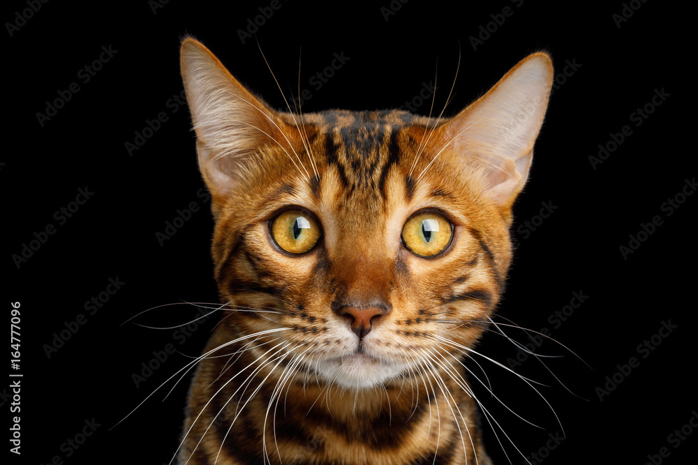 Portrait of Bengal Cat Stare in camera on isolated Black Background