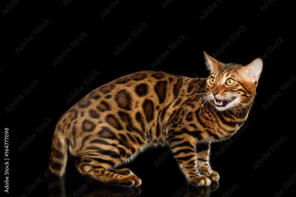 Playful Bengal Cat Standing and Looking back on isolated Black Background with reflection, Side view Playful Bengal Cat Standing and Looking back on isolated Black Background with reflection, Side view