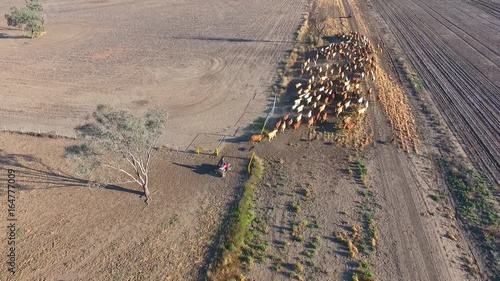 Aerial helicopter or drone view of Outback Cattle Mustering Featuring herd of cows, bulls and Heffer (heffa), complete with sheep dogs and cowboy farmers.