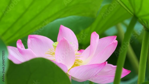 蓮の花_不忍池_15