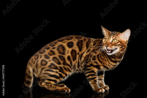 Playful Bengal Cat Standing and Looking back on isolated Black Background with reflection, Side view