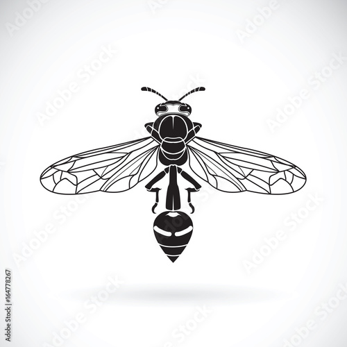 Vector of a wasp on a white background. Insect Animal