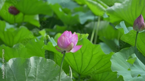 蓮の花_不忍池_06