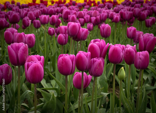 Purple Tulips