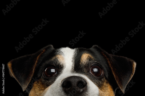 Fototapeta Naklejka Na Ścianę i Meble -  Closeup Portrait of Peeking Jack Russell Terrier Dog poking his nose isolated on Black background