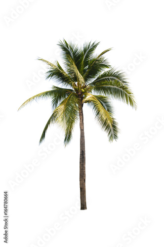 Coconut tree on white background   