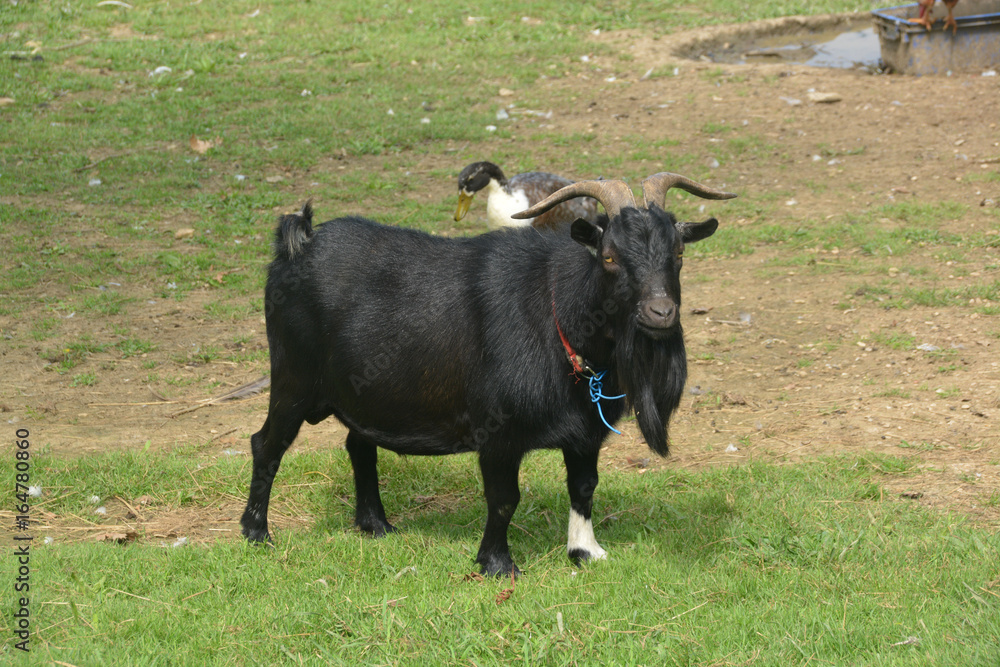 Fototapeta premium carnero de pelaje negro