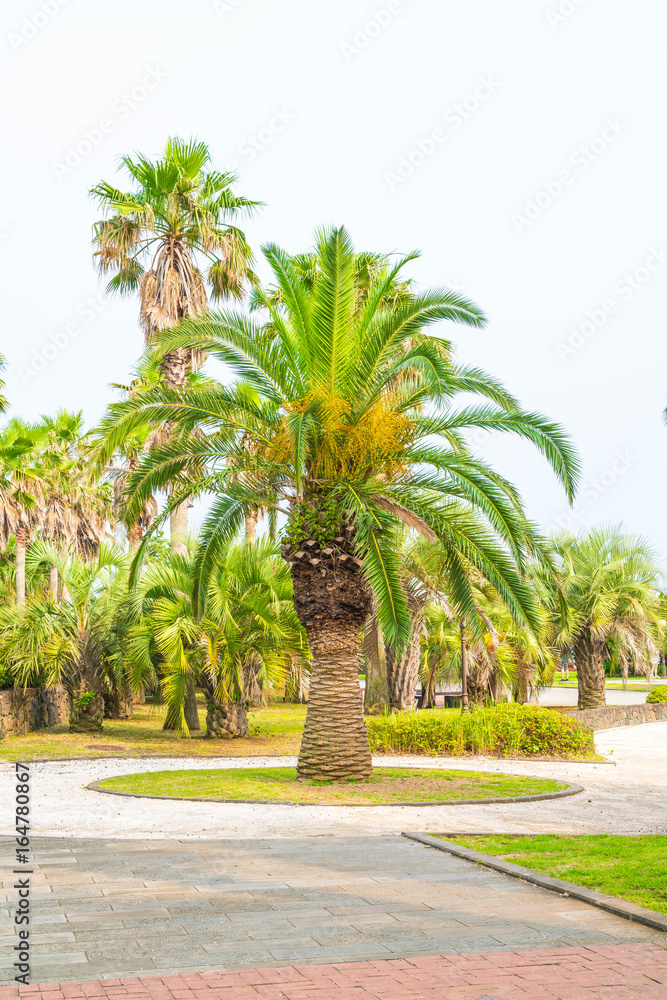 beautiful palm in garden