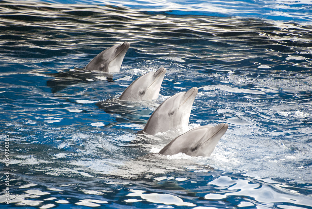 Naklejka premium 4頭のイルカ