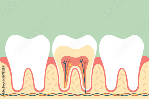 healthy tooth anatomy