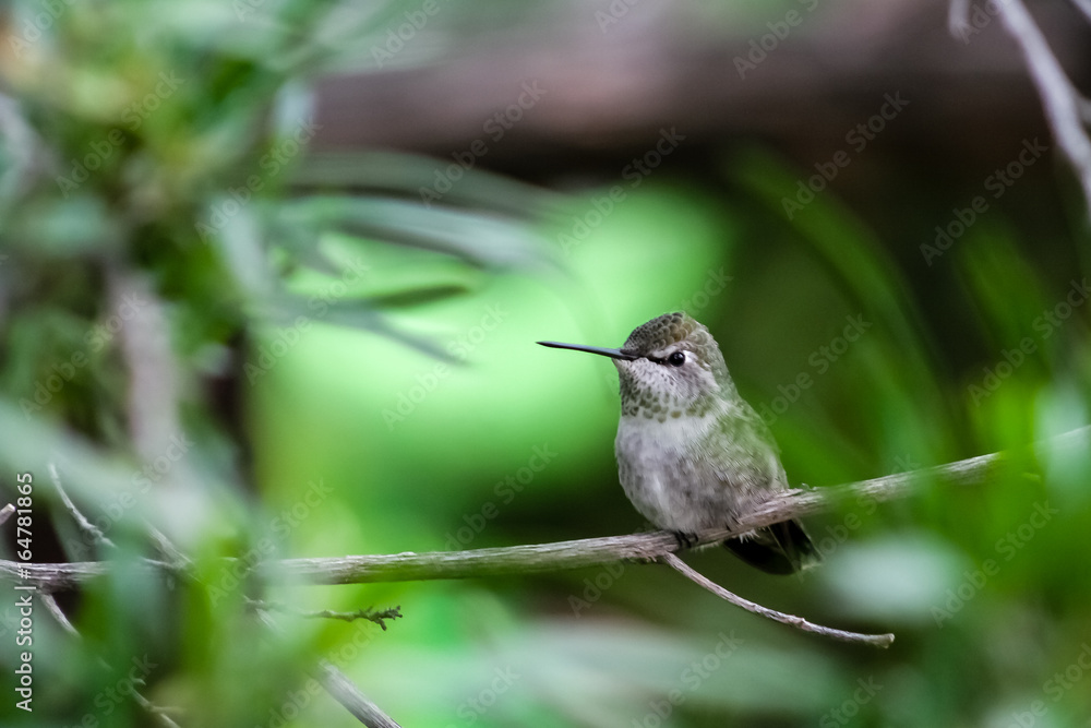 Fototapeta premium Hummingbird perched on a branch