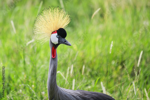 Birds of Serengeti
