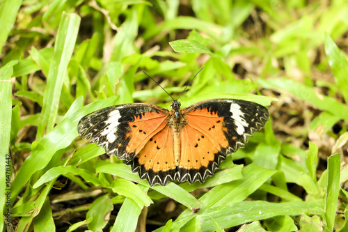 Beautiful butterfly on Flower in public park, Background,garden