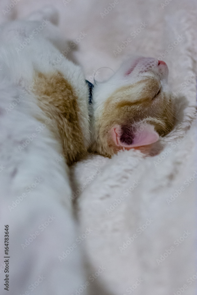 Cat sleeping on bed with head up Cat sleeping on bed with head up