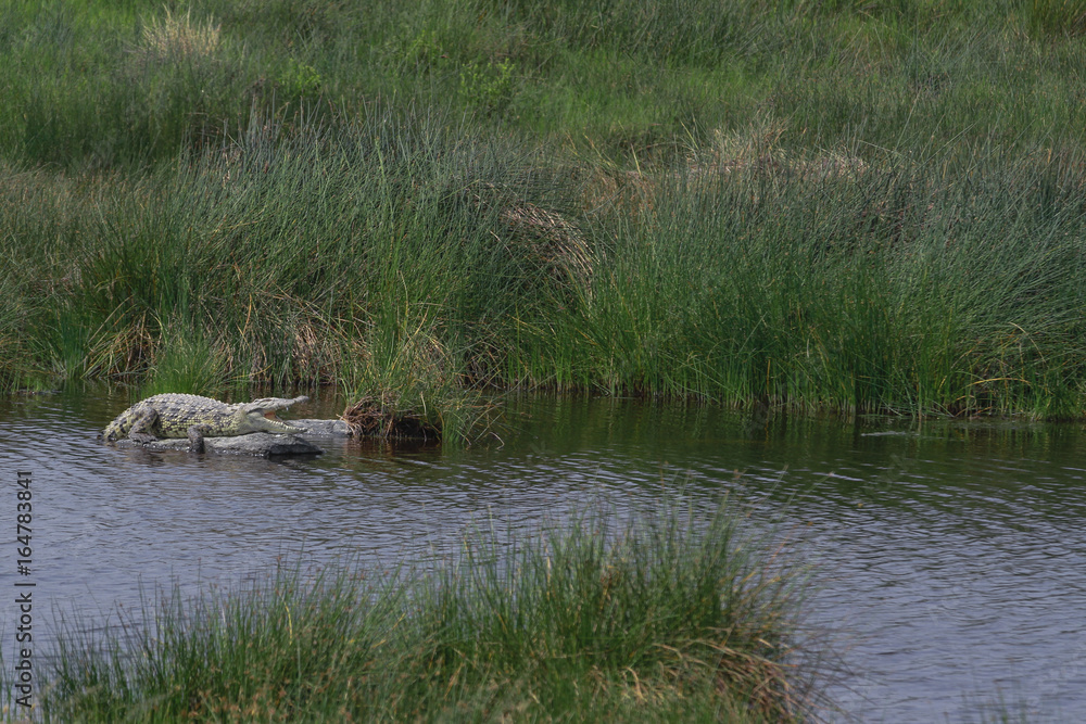 Nile Crocodile Nile Crocodile