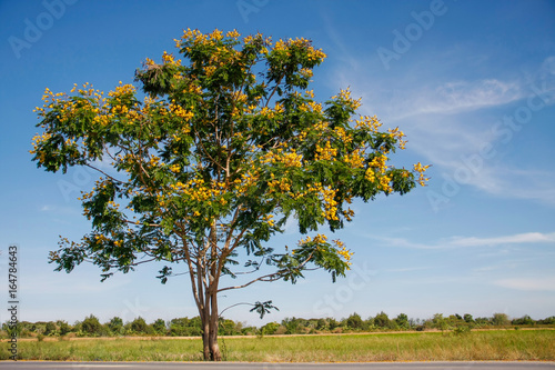 yellow flamboyant tree