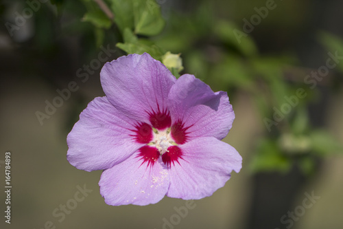 Beautiful rose of Sharon