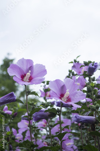 Beautiful rose of Sharon