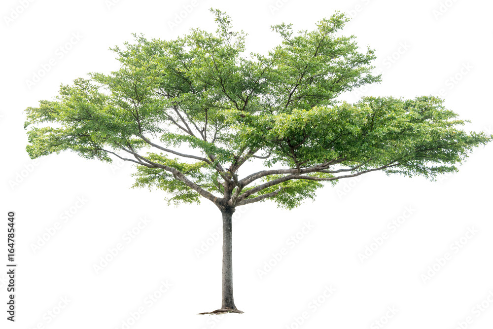 Fototapeta premium Tropical tree isolated on white